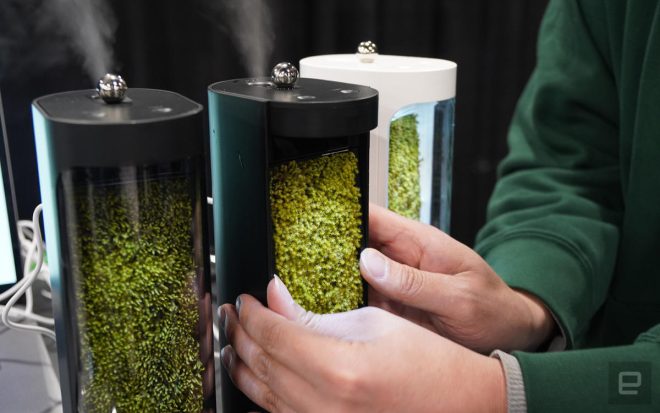 This moss terrarium doubles as an air purifier and humidifier